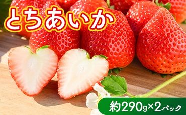 いちご（とちあいか） 290g×2パック 580g以上｜先行予約 数量限定 栃木県 果物 くだもの フルーツ 苺 イチゴ ※2024年11月下旬頃～2025年3月下旬頃に順次発送予定