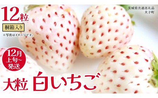 桐箱入り 大粒 白いちご 12粒【2026年12月上旬発送開始】(茨城県共通返礼品：大子町) いちご 苺 果物 フルーツ 果実