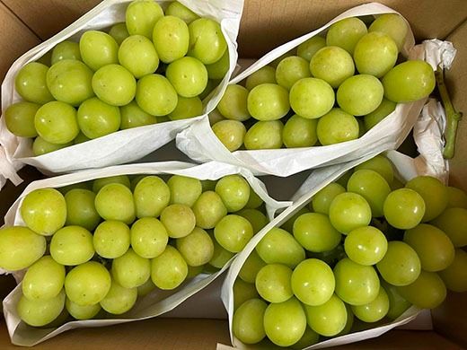 yRxm쒬zy2026N s\zyt[c܂Ȃ̃t[cցzy󂠂zVC}XJbgiR`U[EPDW`QjEtXiS`UʁEQȏj  VC VC}XJbg Ԃǂ uhE  miV m mȂ t