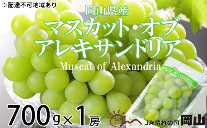 ぶどう 2026年 先行予約 マスカット ・オブ・アレキサンドリア 約700g×1房  ブドウ 葡萄  岡山県産 国産 フルーツ 果物 ギフト 岡山のブドウ デザート 食べ物 日本産 