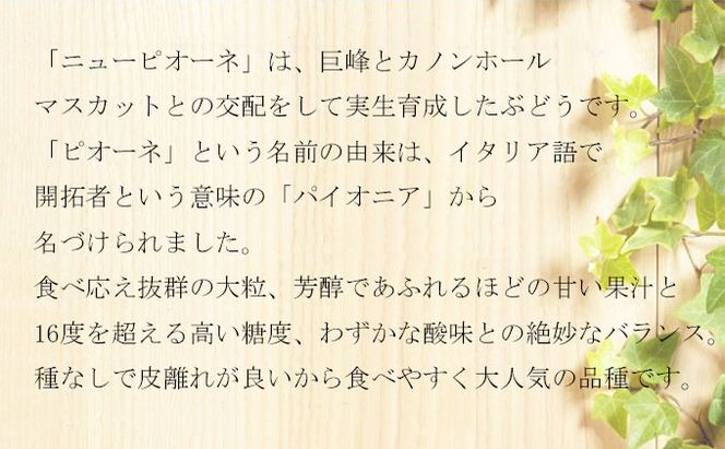 ぶどう 2026年 先行予約 ニュー ピオーネ 約400g×2房 8月下旬～10月上旬発送 ブドウ 葡萄  岡山県産 国産 フルーツ 果物 ギフト 岡山の葡萄 デザート 食後 
