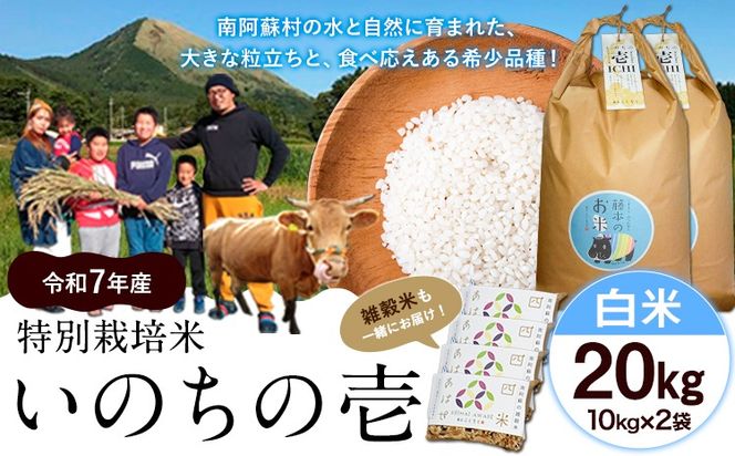 yF{숢hzV ߘa7NY ʍ͔| ̂̈() 20kg(10kg×2) Gĕts10{-11{oׁt F{ 숢h F{Y F̂  G---sms_inci6_k1011_r7_67000_20kg---