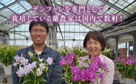 【 30セット 限定 】 デンファレ （ 洋蘭 ） 2本 立ち  《糸島》【和饗エコファーム株式会社】蘭 洋蘭 デンファレ 花 インテリア お祝い 贈り物 [AVI005]