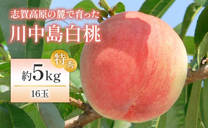 【2026年発送】志賀高原の麓で育った 川中島白桃特秀16玉 約5kg 桃 白桃 フルーツ 果物 デザート 長野