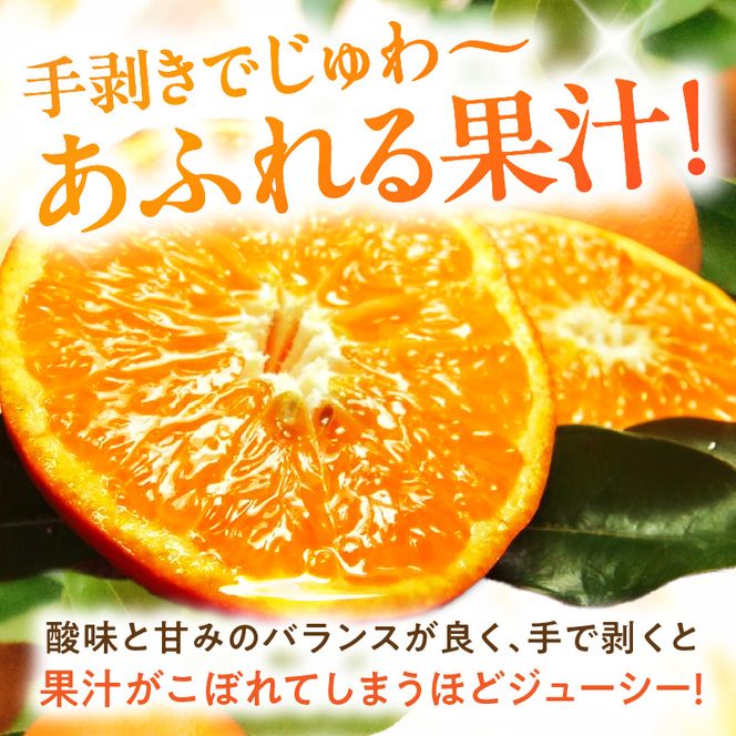 【2027年先行予約】セミノールオレンジ 約5kg 湯浅町田村産 春みかん （果実サイズおまかせ）/ 紀伊国屋文左衛門本舗_V7078
