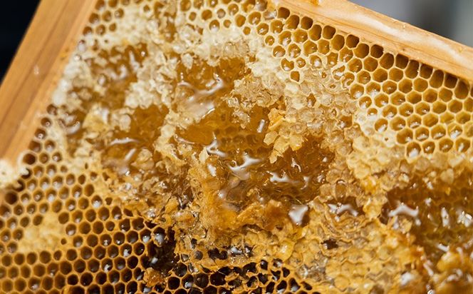 コハマのハチミツ 200g 3本セット 国産 はちみつ ハチミツ 蜂蜜 hatimitu ハニー HONEY 蜜 百花 プロポリス 生ローヤルゼリー 詰め合わせ 食べ比べ 小分け お試し グルメ ギフト セット 内祝い 沖縄