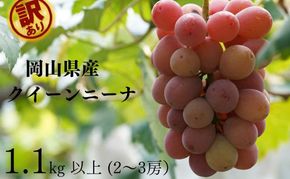 訳あり クイーンニーナ 2～3房 合計1.1kg以上 産地直送 朝採れ ぶどう 葡萄 岡山 Kawahara Green Farm 岡山県産 2026年 