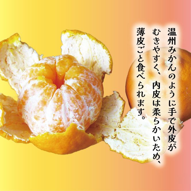 数量限定 先行受付 ポンカン 3kg 7000円 ぽんかん 国産 みかん mikan 蜜柑 ミカン 産地直送 農家直送 特産品 ギフト プレゼント ゼリー ジュース アイス 冷凍 みかん 等に 人気 限定 甘い フルーツ 果物 柑橘 美味しい おいしい 小玉 含む ジューシー サイズ ミックス 岡平農園 愛南町 愛媛県
