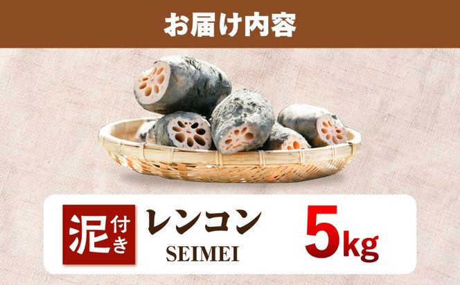＼毎年8月中旬より順次発送／  レンコンSEIMEI 5kg レンコン 蓮根 根菜 野菜/株式会社水谷グルッポ [AEBX002]