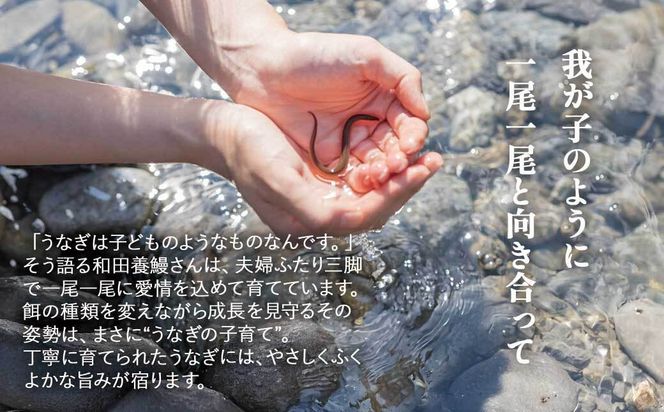 ふるさと納税限定　鹿児島県大崎町産 国産 うなぎ長蒲焼 3尾 計480g以上 | 鰻 うなぎ蒲焼き うな重 ひつまぶし ウナギ 蒲焼 人気 おすすめ 鹿児島 大隅半島 DU002　 464686_DU002