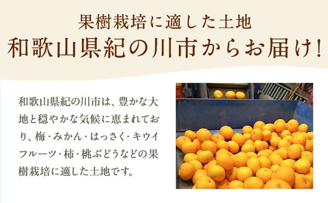 八朔 約10kg ｍ＆ｎ果実園《2027年1月下旬-3月中旬頃出荷》和歌山県 紀の川市 果物 フルーツ はっさく 柑橘類 送料無料---wsk_mnk1_h13_23_13000_10kg---
