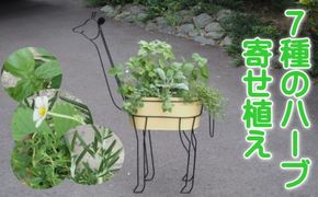 ハーブ 寄植え 7種 キリン型 アイアン鉢 配送不可 北海道 沖縄 離島 植物 寄せ植え 料理 育てる 収穫 初心者 ローズマリー パセリ セージ ミント オレガノ バジル コリアンダー タイム ディル ラベンダー 