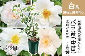 <色で選べる♪>花巻温泉バラ園で育った「バラ中苗」5号サイズ -白-<2026年3月より発送> 【1859】
