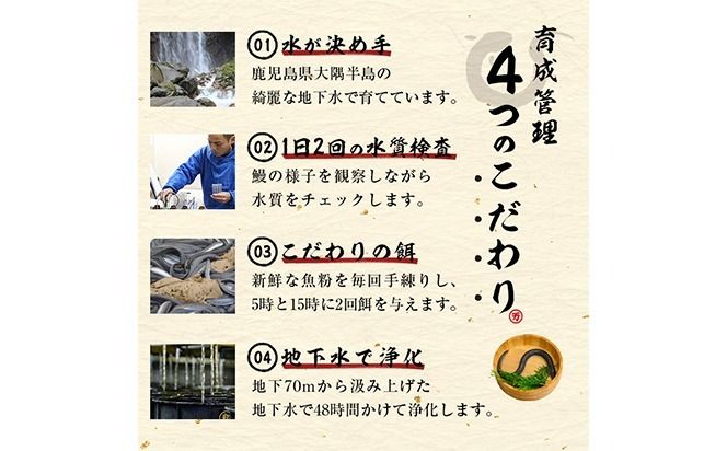 【志布志市人気No.1お礼の品】霧島湧水鰻の蒲焼き 140g以上×4尾＜計560g以上＞ a6-078