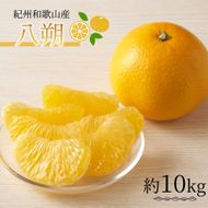 紀州和歌山産 八朔（はっさく） 約10kg ※2027年1月下旬頃〜2027年2月上旬頃に順次発送 ※日付指定不可 / 八朔 はっさく 柑橘 果物 くだもの フルーツ【uot785】