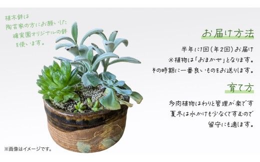 寄せ植え 多肉植物 【 半年に1回お届け（全2回お届け）】 植物 観葉植物 インテリア 多肉 定期便