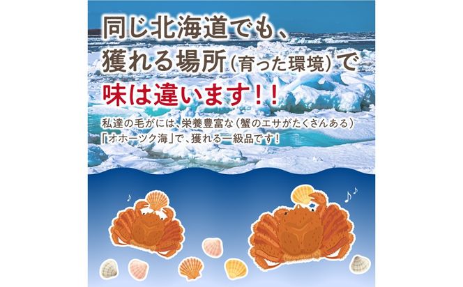 《14営業日以内に発送》オホーツク海産 浜茹で毛がに 400g×1パイ 冷凍 ( かに カニ 毛ガニ 魚介類 蟹 )【114-0012-2025】