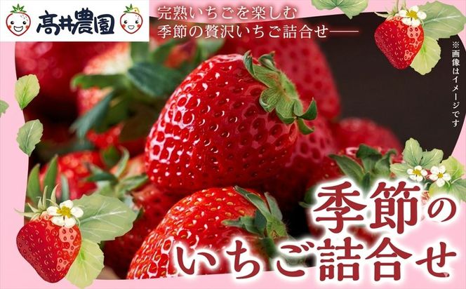 【朝採れ直送のご褒美苺】季節のいちご詰合せ 1パック約12～18個入 いちご 果物 フルーツ 大粒 濃厚 産地直送 詰め合わせ ギフト 贈答用 兵庫県 福崎町