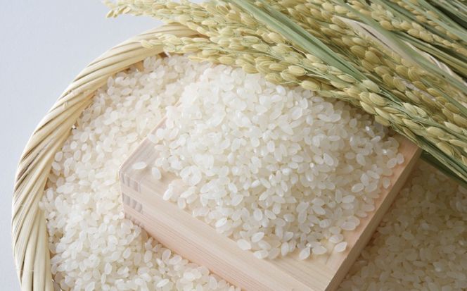 先行予約 新米 令和7年産 コシヒカリ 5kg 13000円 お米 白米 精米 米 こめ 産地直送 国産 農家直送 期間限定 数量限定 特産品 先行 事前 受付 令和7年度産 2025年産 もっちり 粘り 甘み おいしい おにぎり こしひかり 内祝い お祝い 贈答品 お返し プレゼント ギフト 土産 御礼 お礼 お取り寄せ えひめ南農業協同組合 愛南町 愛媛県