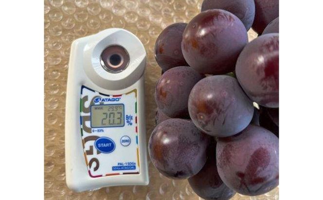 ぶどう 2027年 先行予約 ぶどう農園直送 朝採れ ニューピオーネ 大粒 2kg以上(約3～5房) 糖度16度以上 ブドウ 葡萄 岡山県 赤磐市産 フルーツ 果物 ギフト