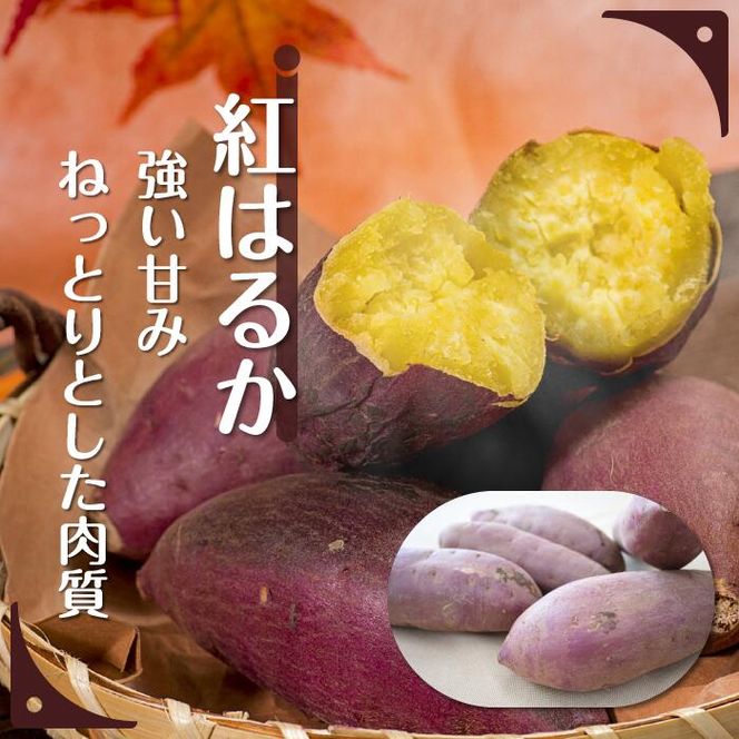 【先行予約】【2026年11月より順次発送開始】特選さつまいも　シルクスイート＆紅はるか詰め合わせ 約5kg｜さつまいも 芋 お芋 シルクスイート 紅はるか 詰め合わせ タネのハシモト 茨城県 行方市(BS-2)