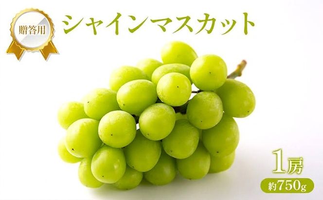 ぶどう 2027年 先行受付 贈答用 シャインマスカット 1房 約750g フルーツ 果物 岡山 赤磐市