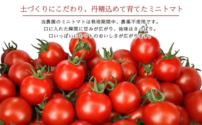 [2026年産][栽培期間中 農薬・化学肥料不使用] 北海道 仁木町産 ミニトマト エコスイート 1.2kg×1箱 サイズ混載 トマト野菜 やさい  [Farm Watanabe]
