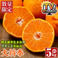 ＜先行予約受付中！2027年1月中旬以降順次発送予定＞ 阿久根市で生まれたオリジナル品種「大将季」(約5kg・15～24玉) 果物 フルーツ 柑橘 果実 ハウス栽培 ギフト 【鹿児島いずみ農業協同組合】akn018-22