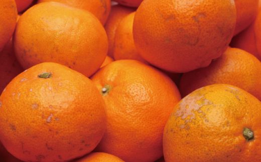 家庭用 有田みかん（完熟）5kg+250g（傷み補償分）【わけあり・訳あり】【光センサー選別】＜11月より順次発送予定＞【ikd007D】