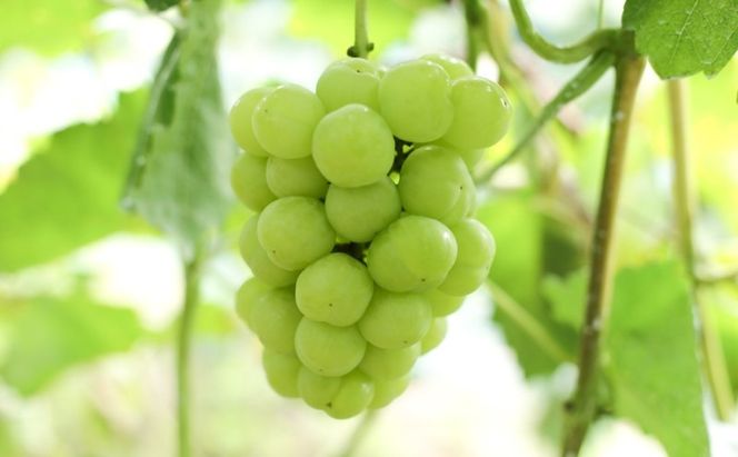 ぶどう 【2026年 早期受付】 ぶどうセット 桃太郎ぶどう 1房 ・ シャインマスカット 晴王 1房（合計約1kg） ブドウ 葡萄 岡山県産 国産 フルーツ 果物 ギフト [№5735-2083]