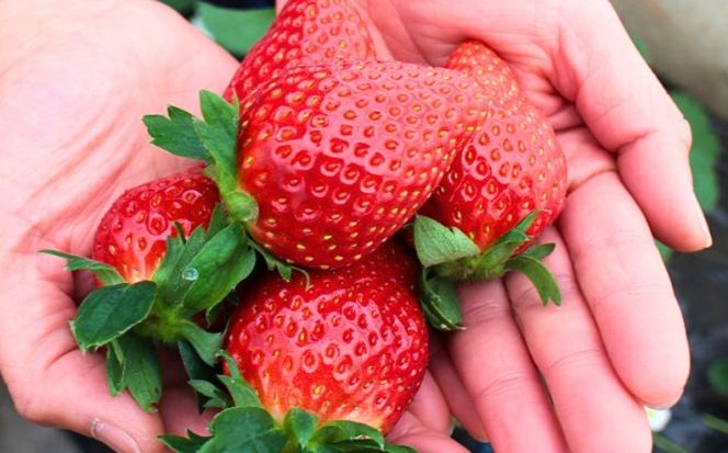 出会いの森いちご園 冷凍いちご （1kg） | いちご イチゴ 苺 栃木県 果物 くだもの フルーツ とちあいか 新鮮 贈答 ギフト デザート スイーツ 冷凍 ※2026年5月～発送