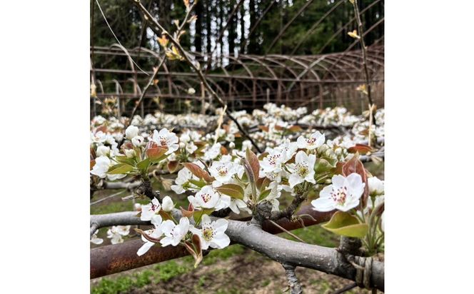 1255.【2026年度発送先行予約】訳あり　新甘泉　3kg 313726_CS004