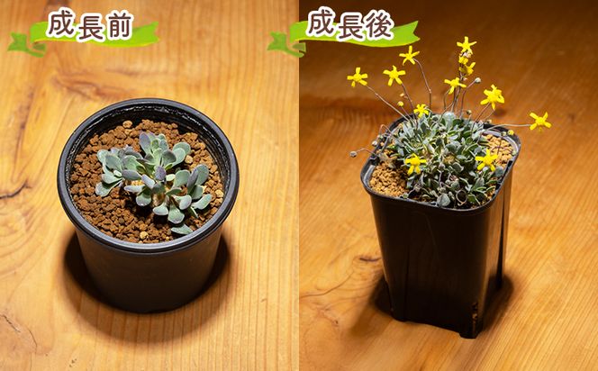 塊根植物 カカリオイデス オトンナ - 植物 オトンナ属 インテリア ナチュラル 自然 グリーン 観葉植物 おしゃれ 癒し かわいい 多肉植物 塊根植物 サキュレントフィールド Succulent field 高知県 香南市 常温 cc-0010