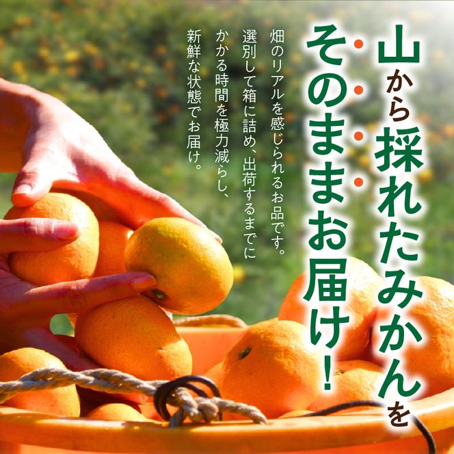 MK1050_【2026年先行予約】みかん 山から直送 箱込 1kg ( 内容量 0.9kg ) 鮮度優先ごろごろ規格 和歌山県産 産地直送 【みかんの会】