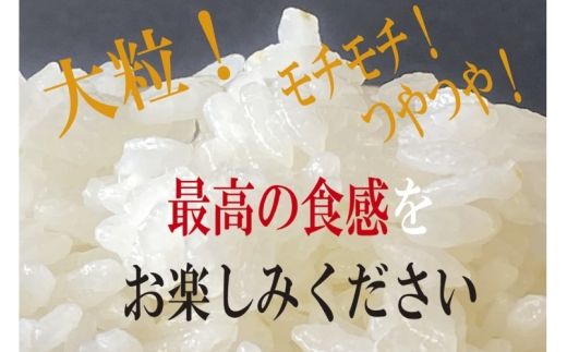 伊賀米コシヒカリ 令和8年産新米（12月末まで）特別栽培米「真米」白米5kg【ymnk0001A】