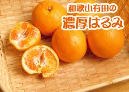 和歌山 有田の濃厚 はるみ 10kg (S又はMサイズ) / みかん 蜜柑 フルーツ 果物 ※2027年1月下旬～2月中旬順次発送予定  【ard013-noko-r-10B】