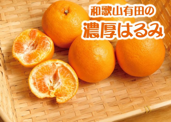 和歌山 有田の濃厚 はるみ 10kg (S又はMサイズ) / みかん 蜜柑 フルーツ 果物 ※2027年1月下旬～2月中旬順次発送予定  【ard013-noko-r-10B】