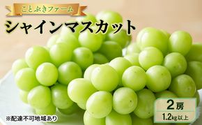 ぶどう 2026年 先行予約 シャインマスカット 満足 2房入り 1.2kg以上  岡山県 赤磐市 ブドウ 葡萄 果物 フルーツ