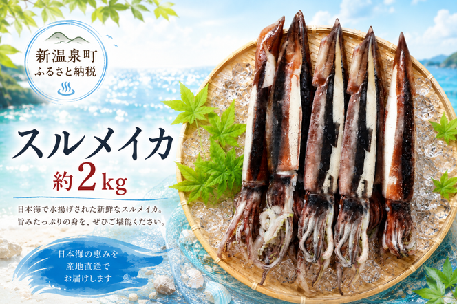 スルメイカ　2杯×6　約2kg