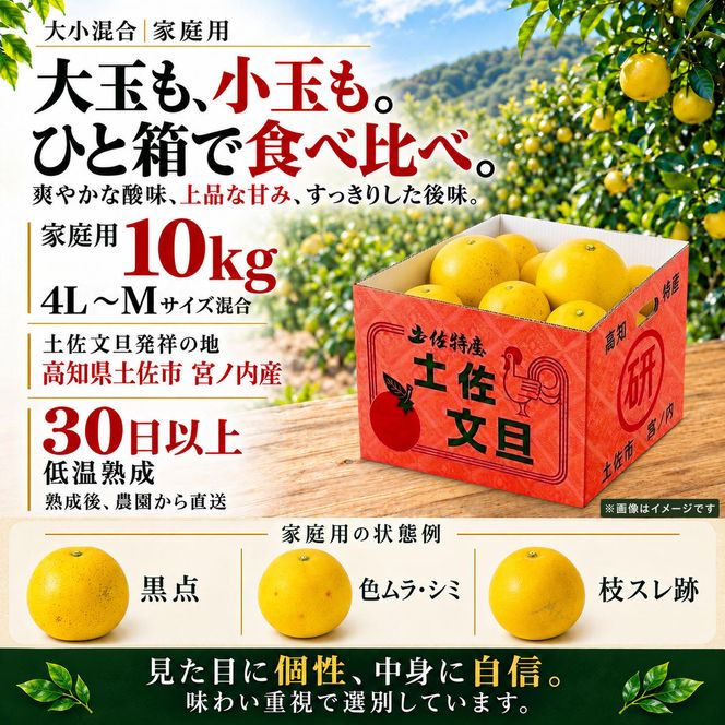 土佐文旦 大小混合 10kg 家庭用 大玉と小玉の詰め合わせ 日本ギフト大賞受賞 文旦発祥の地 園主こだわり 食べ比べ 高知県土佐市産 高知県産 国産 10キロ ぶんたん ブンタン みかん 柑橘類 高級フルーツ 果物 産地直送 お取り寄せ ギフト 季節限定 先行予約 やの一果彩[BQAC015]