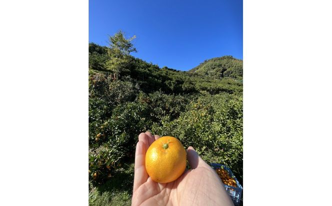 有田みかん S 5kg 贈答用 乳酸菌栽培  CX027