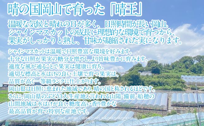 2026年 先行予約受付中 シャインマスカット晴王1房 約700g 岡山県産 種無し 皮ごと食べる みずみずしい 甘い フレッシュ 瀬戸内 晴れの国 おかやま 果物大国 ハレノフルーツ