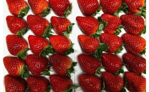 グランベリー大地いちご狩りペア入園券 ※2025年12月上旬～2026年3月下旬頃に順次発送予定