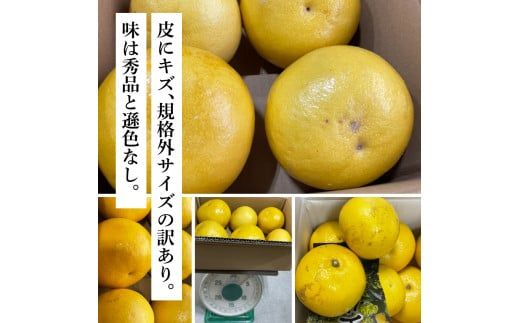 【CF-R7hbk】TKA043　先行予約 土佐の柑橘 土佐文旦 5kg 詰め合わせ ちょっと訳あり 文旦 5キロ ぶんたん ブンタン 柑橘 高知県 高知 返礼品 故郷納税 12000円 果物 くだもの フルーツ お取り寄せ 美味しい おいしい ご家庭用 ご自宅用 規格外サイズ 傷 訳あり