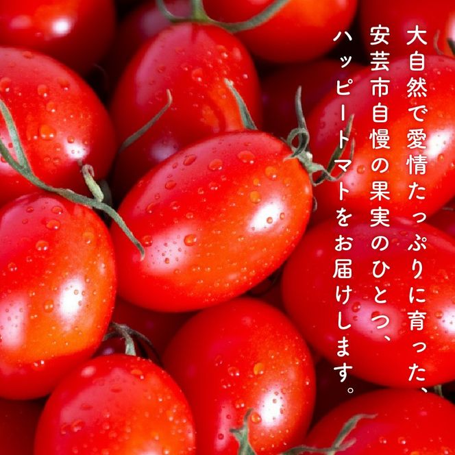 【先行予約】ハッピートマト 選べる 1～3kg とまと 1kg 2kg 3kg トマト 新鮮 野菜 完熟 高糖度 先行受付 甘い ミニトマト プチ 旬 国産 おかず 惣菜 リコピン ビタミン 美容 美肌 生野菜 フルーツトマト プラム型 糖度9～12度 濃厚 酸味 サラダ パスタ スープ てんぷら 料理 ミネラル 常温配送 1月下旬 安芸市 高知県