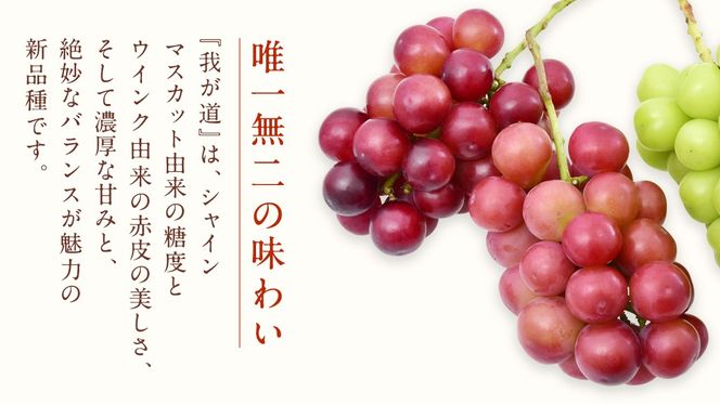 我が道 １房【2026年9月上旬発送開始】(茨城県共通返礼品：大子町) シャインマスカット ウインク 葡萄 ブドウ ぶどう 果物 フルーツ 希少 新品種