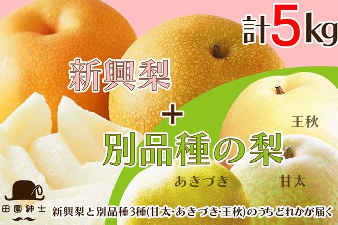 田園紳士厳選「梨好きさんのための梨セット」新興梨ともう1品種の計2品種セット 果物 フルーツ 梨 セット 詰め合わせ 新興梨 あきづき 甘太 王秋 ふるさと納税 梨 ふるさと納税 フルーツ セット　DE00173