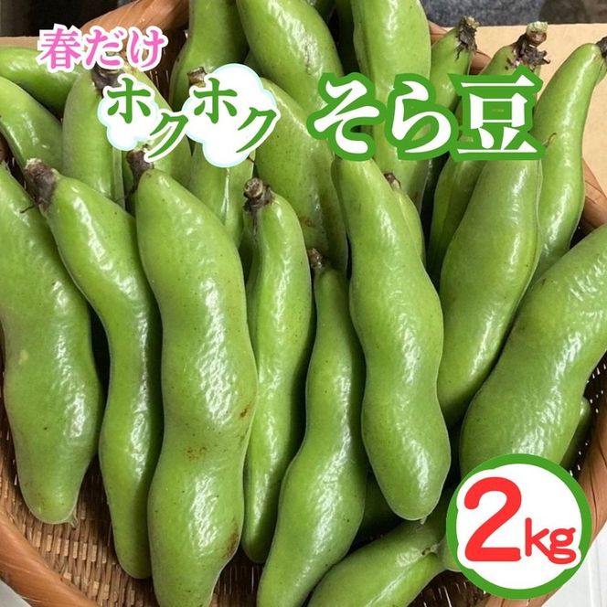 ＜先行予約＞春だけ ホクホクそら豆！2kg 京都 亀岡産 野菜 豆類 旬 おつまみ 取り寄せ 人気 ※北海道・沖縄・離島への配送不可 ※2026年5月中旬～6月中旬頃に順次発送