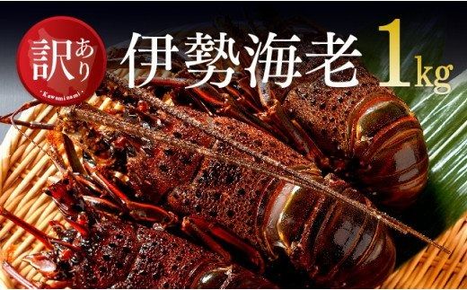 y{茧쒬zy󂠂zⓀɐCV1kgi2`7j y ɐCV CZGr 󂠂  z [C01706]