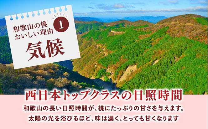 桃先行受付!　【川中島白桃】大玉特秀品　食べきりやすい3個入り　こだわり農家厳選!